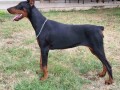 doberman-zenka-small-1