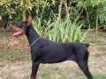 doberman-zenka-small-0