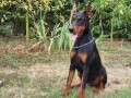 doberman-zenka-small-2