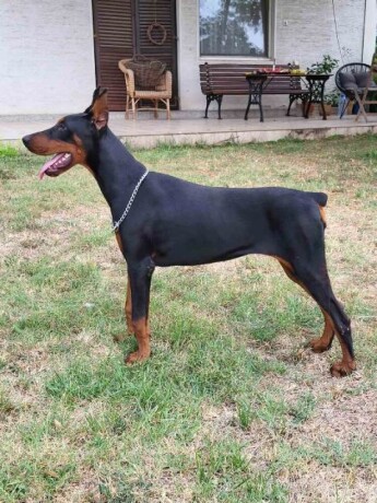 doberman-zenka-big-1