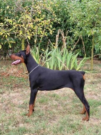 doberman-zenka-big-0