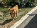 japanska-akita-inu-stenci-small-0