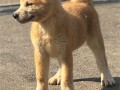 japanska-akita-inu-stenci-small-4