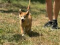 japanska-akita-inu-stenci-small-3