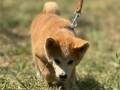 japanska-akita-inu-stenci-small-2