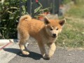 japanska-akita-inu-stenci-small-1