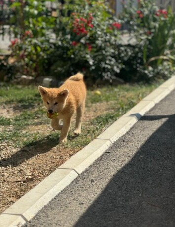 japanska-akita-inu-stenci-big-0