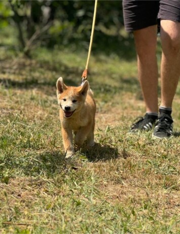 japanska-akita-inu-stenci-big-3