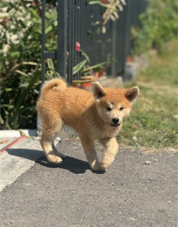 japanska-akita-inu-stenci-big-1