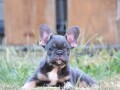 francuski-buldog-small-2