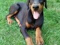 doberman-stenci-small-3