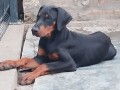 doberman-stenci-small-1