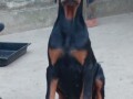 doberman-stenci-small-2