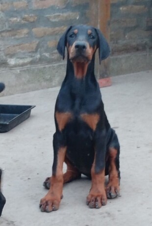 doberman-stenci-big-2