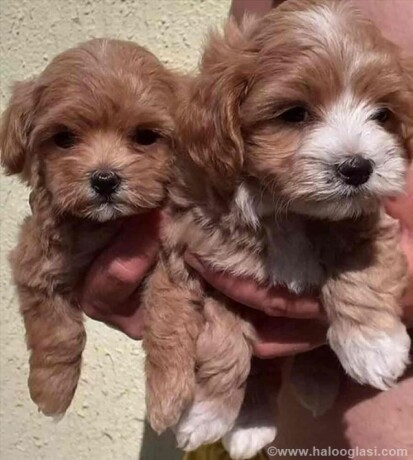 mini-maltipoo-stenci-big-3