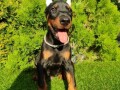 doberman-stenci-small-2