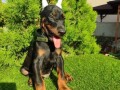 doberman-stenci-small-1