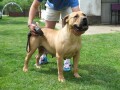 boerboel-juznoafricki-mastif-stenci-small-2