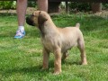 boerboel-juznoafricki-mastif-stenci-small-0