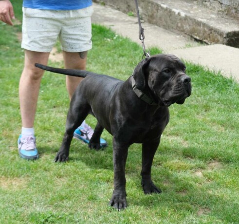 boerboel-juznoafricki-mastif-stenci-big-3