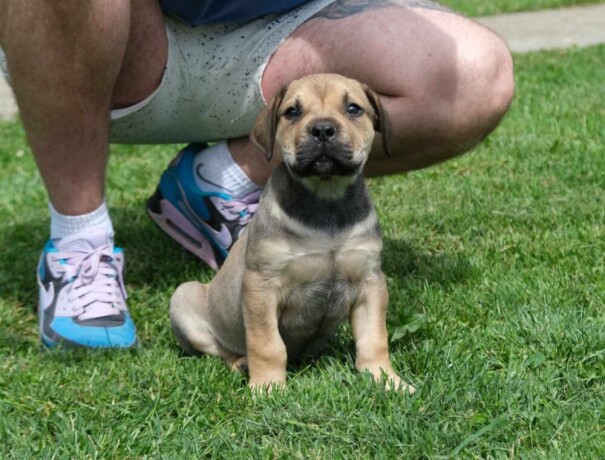 boerboel-juznoafricki-mastif-stenci-big-1