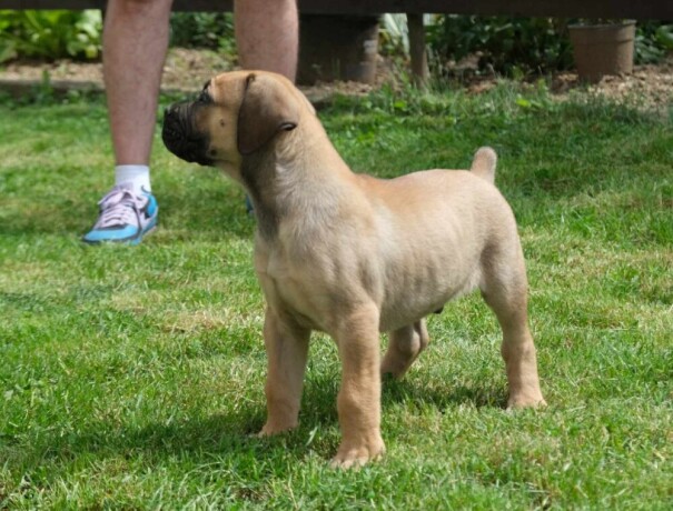 boerboel-juznoafricki-mastif-stenci-big-0