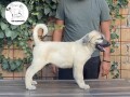 turski-kangal-stenci-small-1