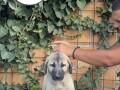 turski-kangal-stenci-small-2