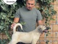 turski-kangal-stenci-small-3