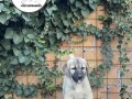 turski-kangal-stenci-small-4