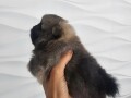 pomeranac-prelepo-musko-stene-small-4