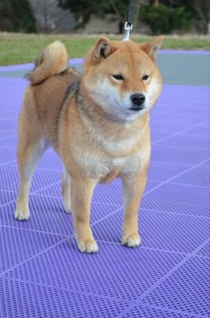 shiba-inu-prelepi-stenci-big-4