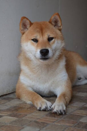 shiba-inu-prelepi-stenci-big-3