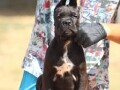 cane-corso-stenci-small-2