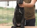 cane-corso-stenci-small-3