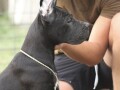 cane-corso-stenci-small-1