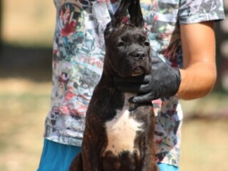 Cane corso štenci