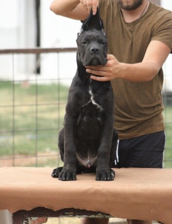 cane-corso-stenci-big-3