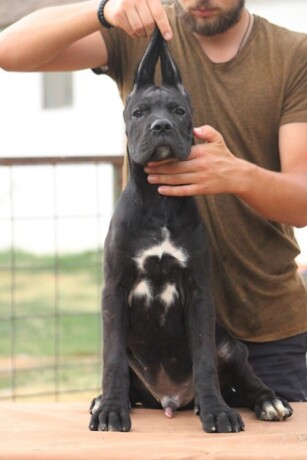 cane-corso-stenci-big-4