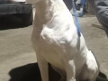 na-prodaju-stenci-dogo-argentino-small-2