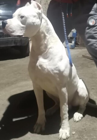 na-prodaju-stenci-dogo-argentino-big-2