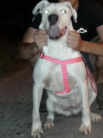 na-prodaju-stenci-dogo-argentino-big-3