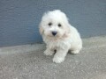 maltipoo-stenci-small-0