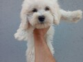 maltipoo-stenci-small-1