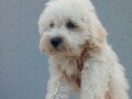 maltipoo-stenci-small-2