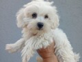 maltipoo-stenci-small-4