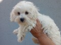 maltipoo-stenci-small-3