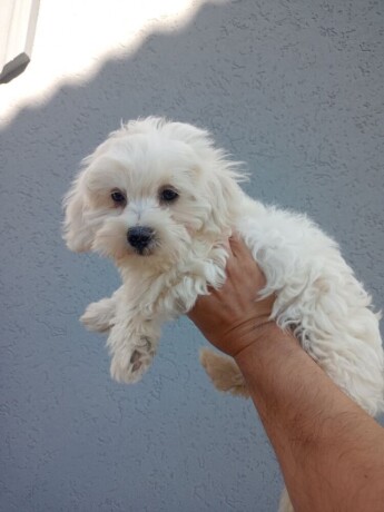 maltipoo-stenci-big-3