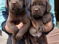 labrador-retriver-stenci-braon-boje-small-2