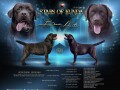 labrador-retriver-stenci-braon-boje-small-3